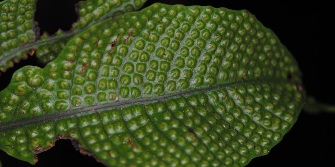 Tectaria pleisosora