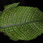 Tectaria pleisosora