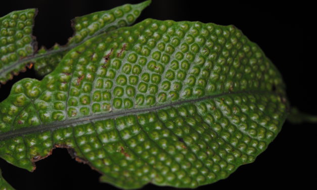 Tectaria pleisosora