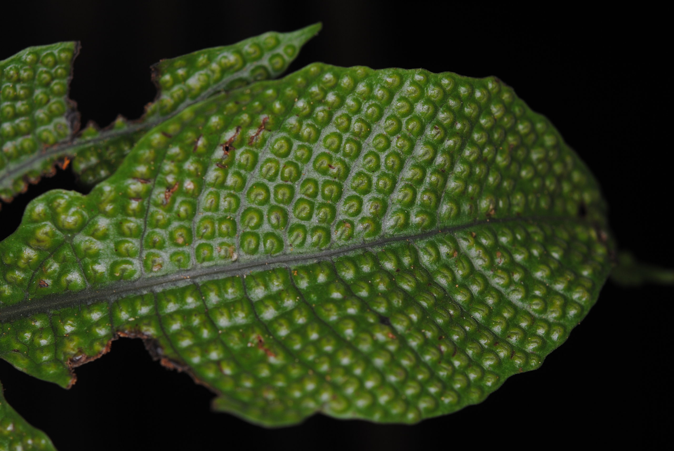 Tectaria pleisosora