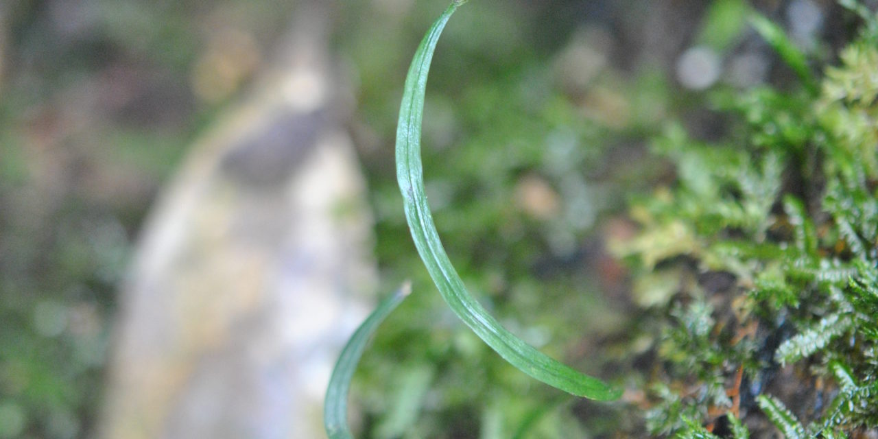 Actinostachys digitata