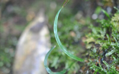 Actinostachys digitata