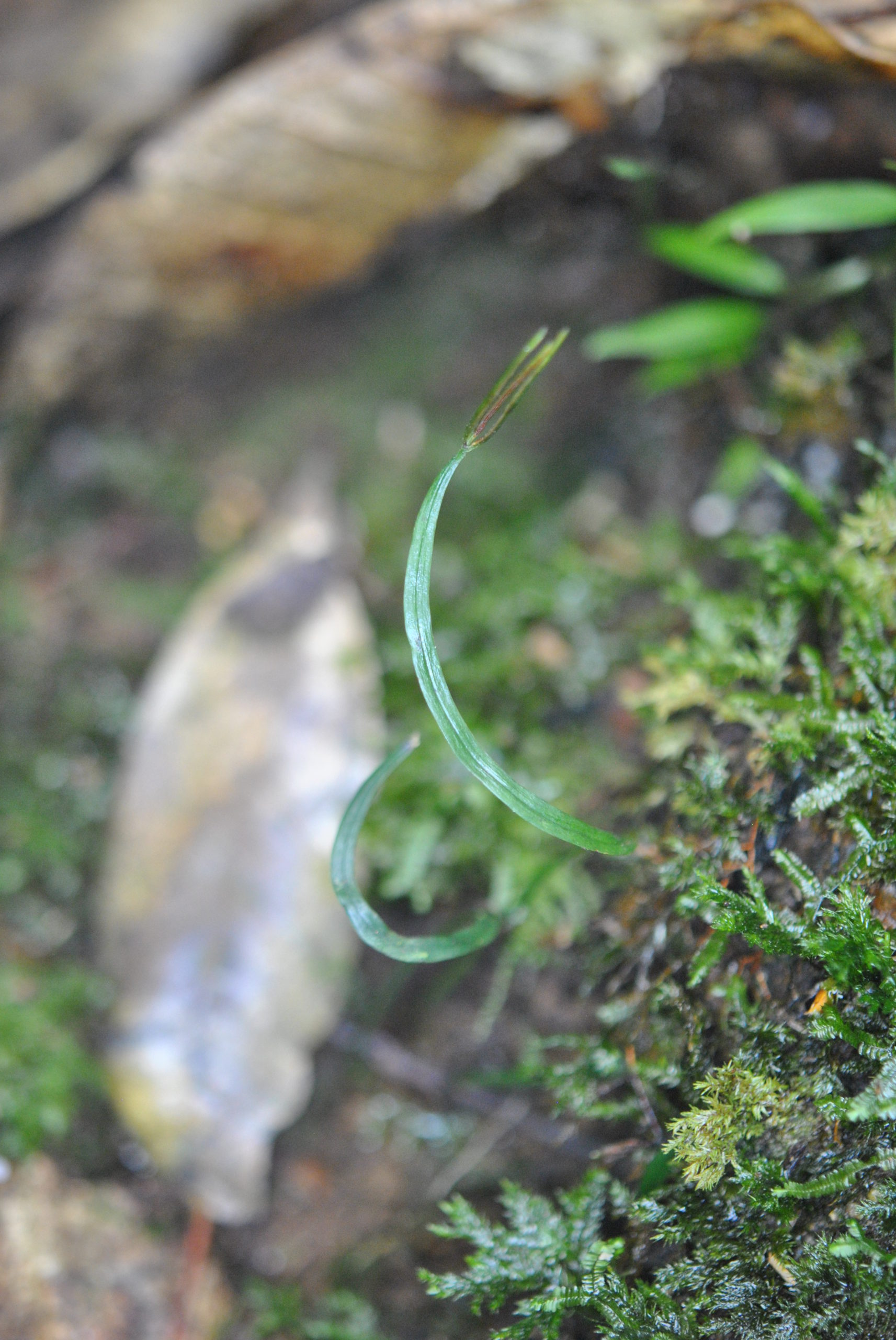 Actinostachys digitata