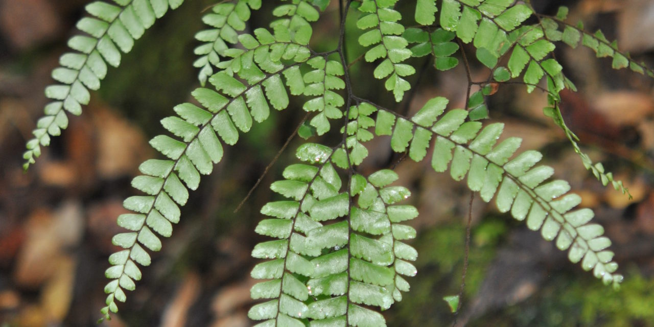 Adiantum aneitense