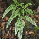 Adiantum aneitense