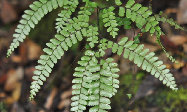 Adiantum aneitense