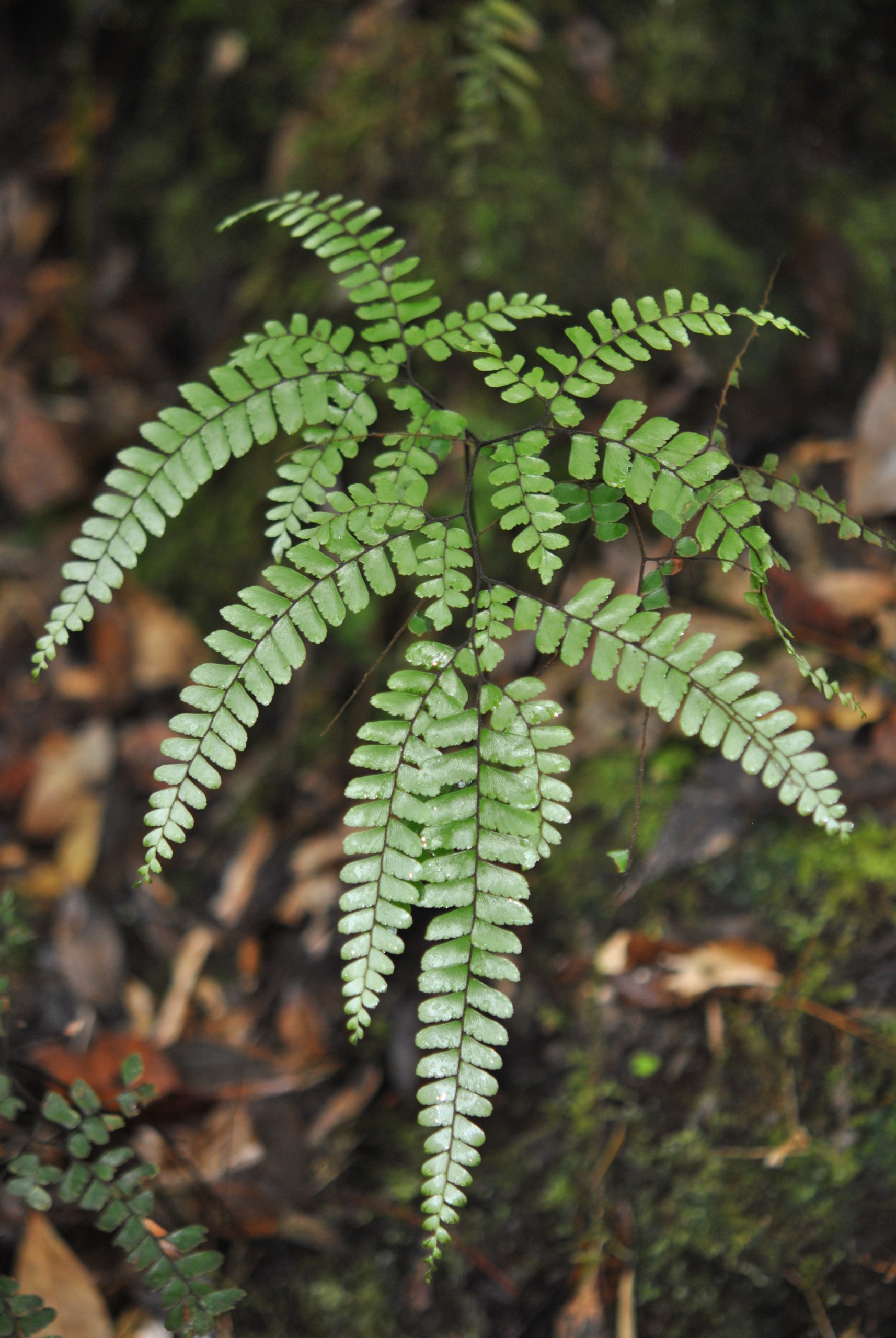 Adiantum aneitense