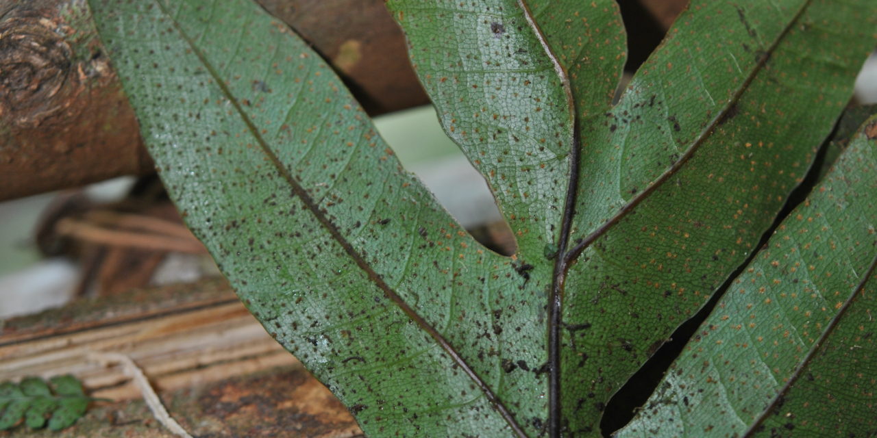 Aglaomorpha heraclea