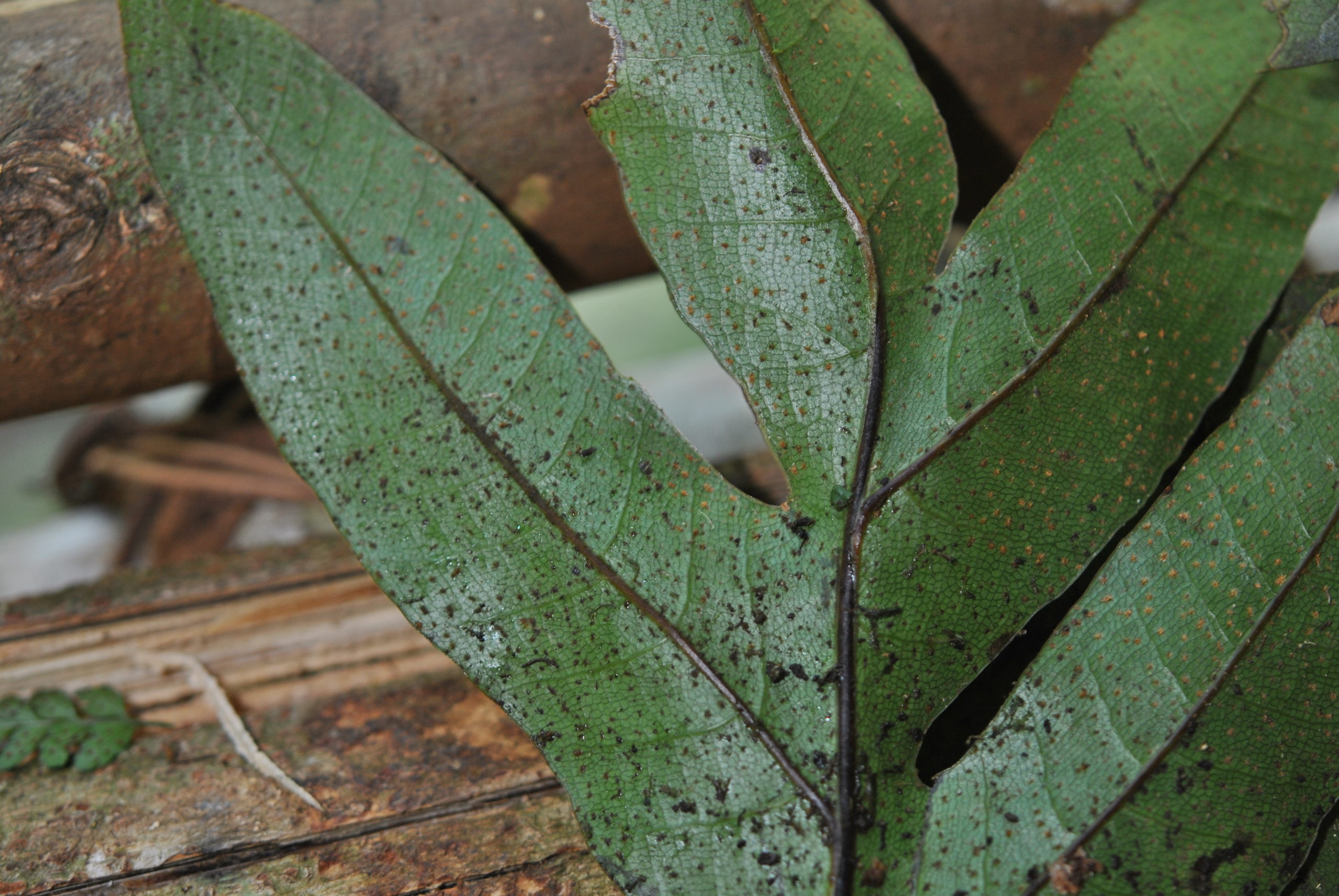 Aglaomorpha heraclea