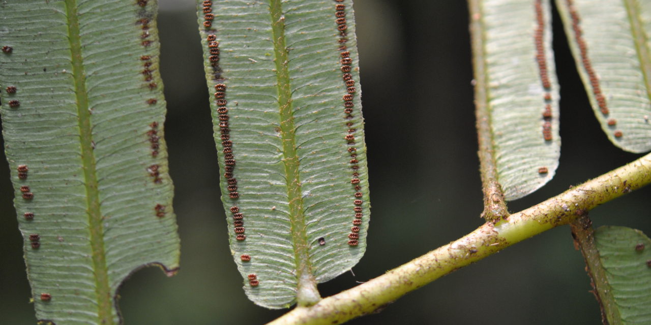 Angiopteris evecta