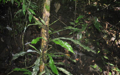 Asplenium amboinense