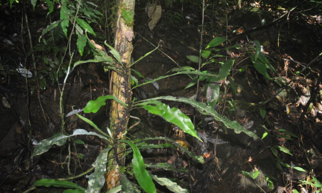 Asplenium amboinense