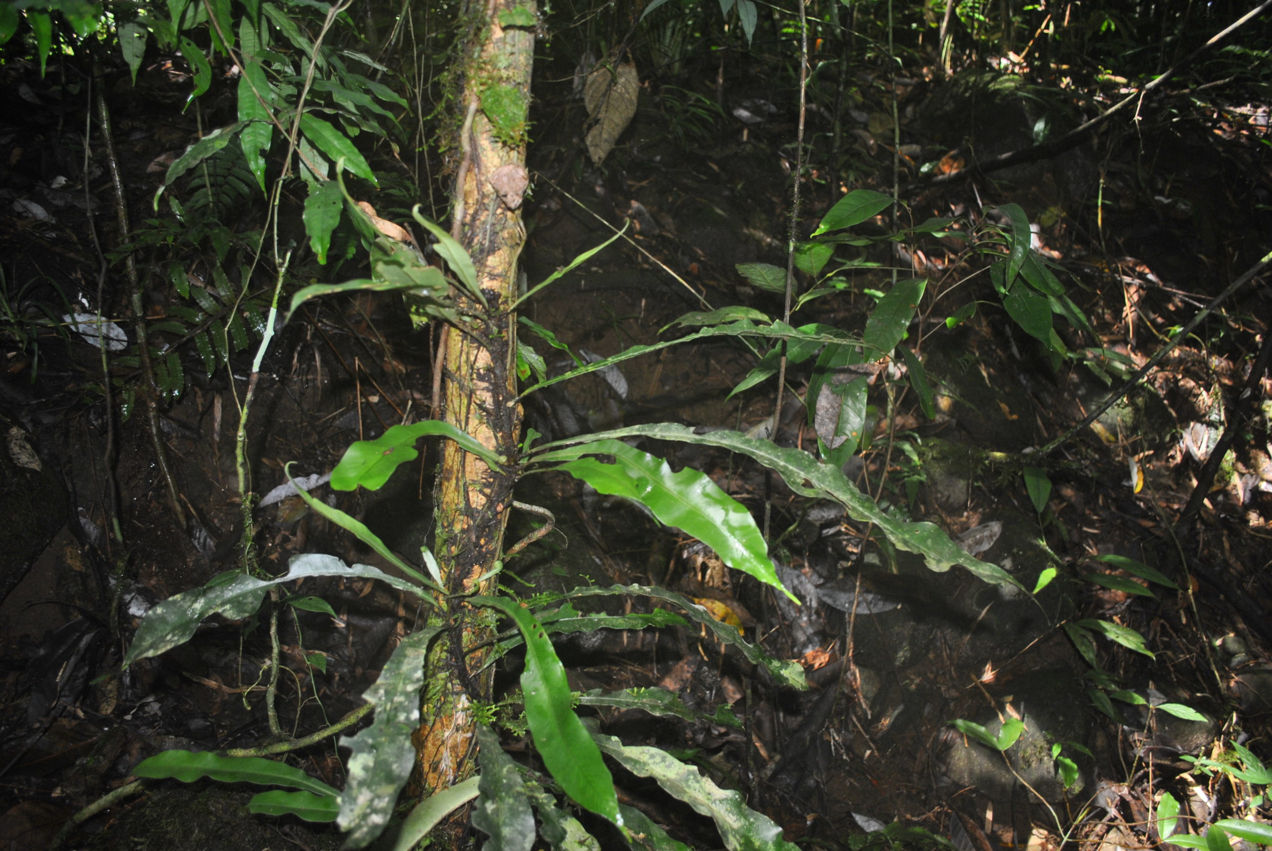 Asplenium amboinense