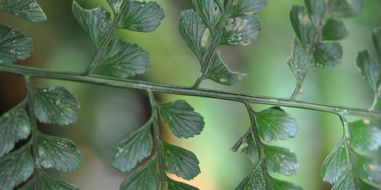 Asplenium cf. affine