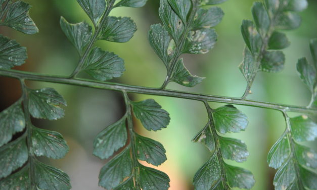 Asplenium cf. affine