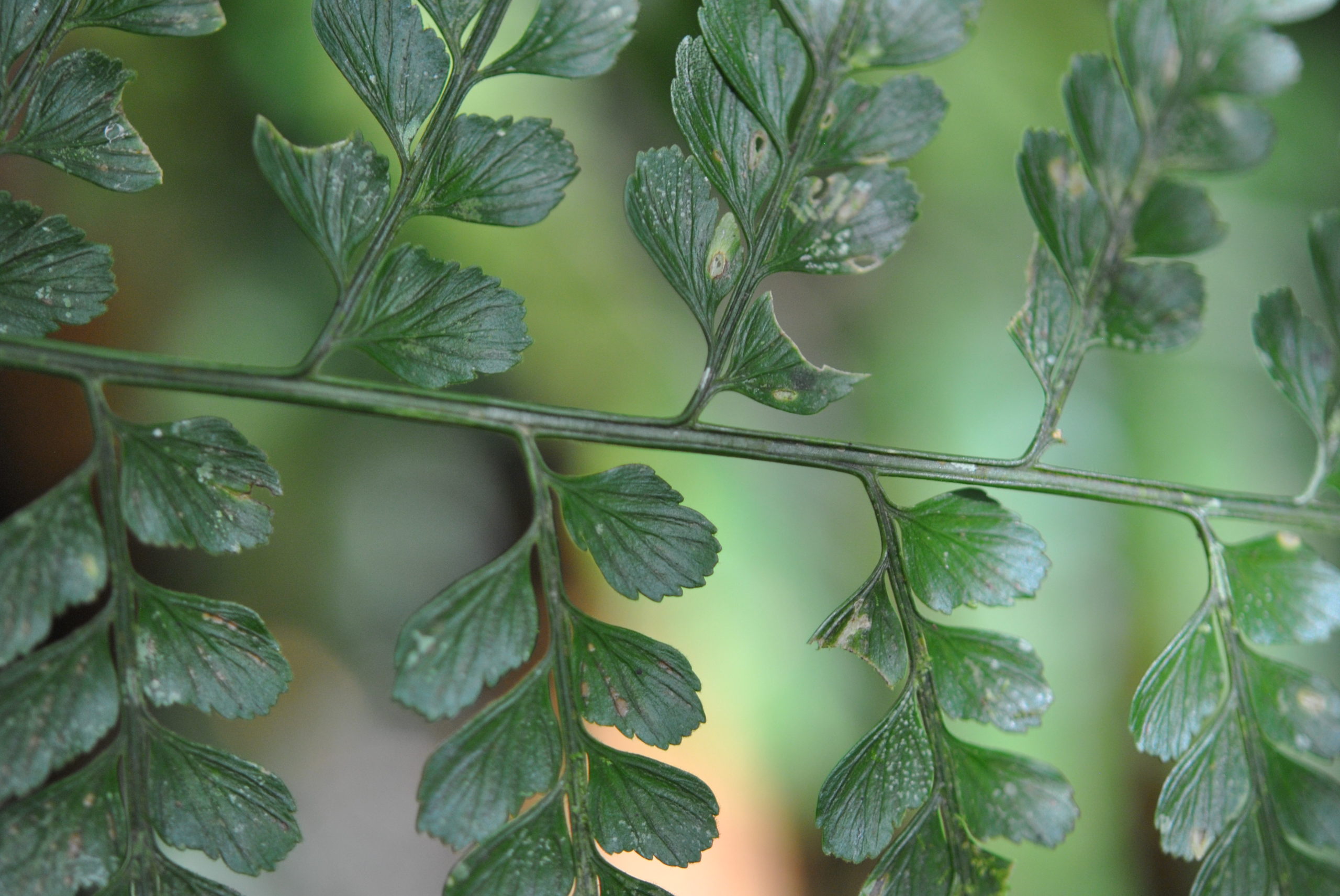 Asplenium cf. affine