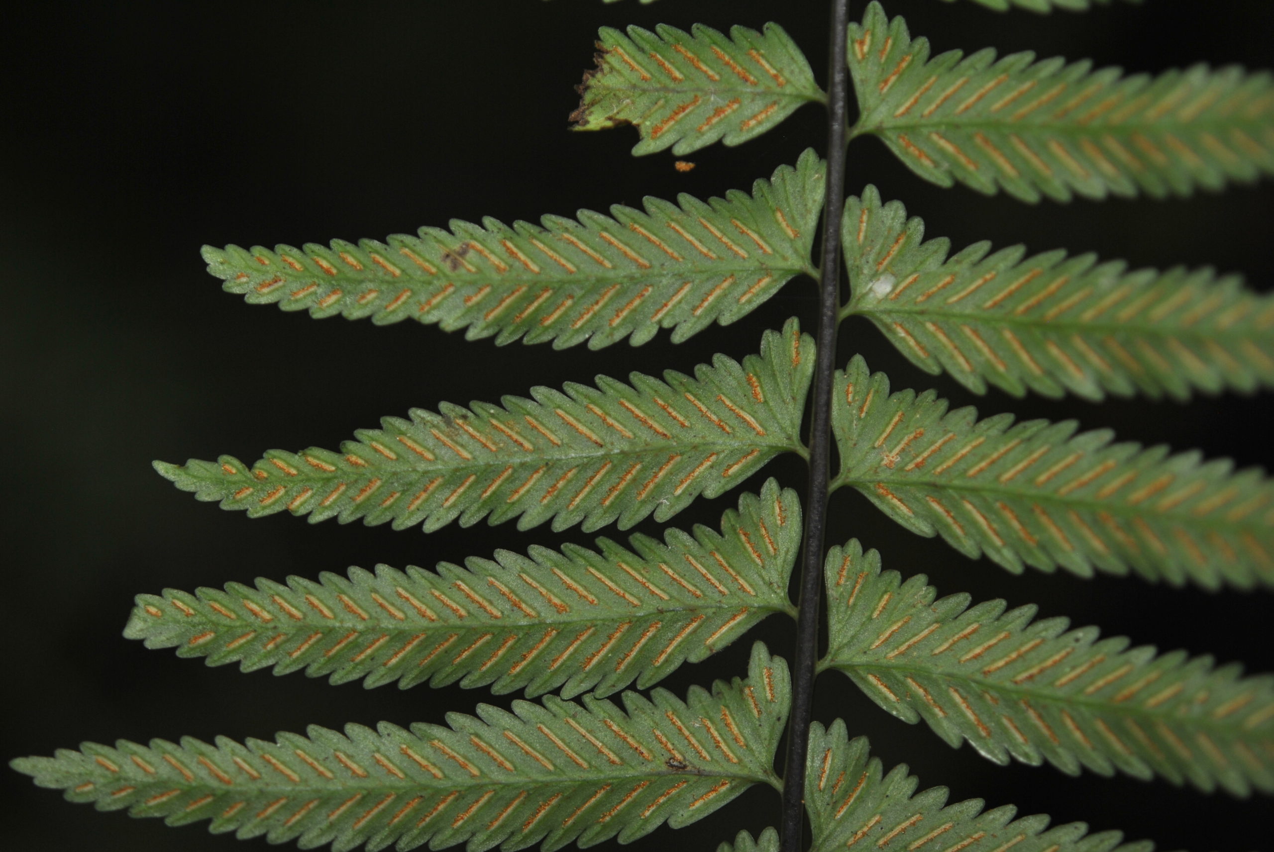 Asplenium tenerum