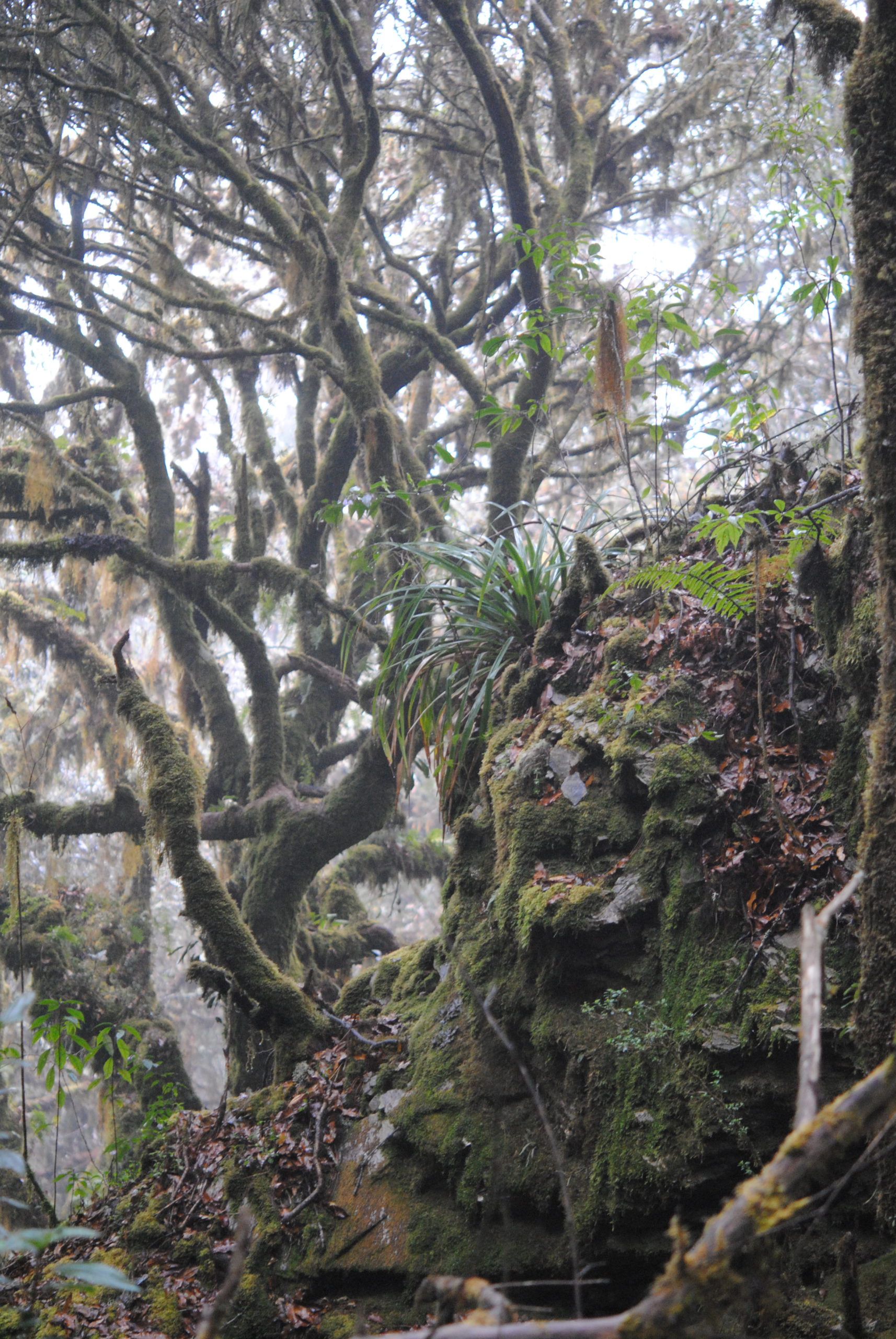 Ceradenia sacksii