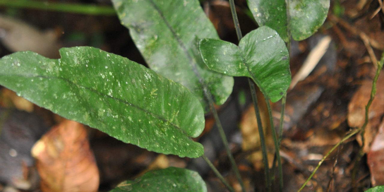 Diplazium cordifolium