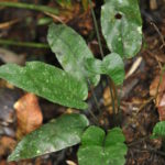 Diplazium cordifolium