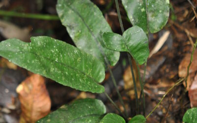 Diplazium cordifolium