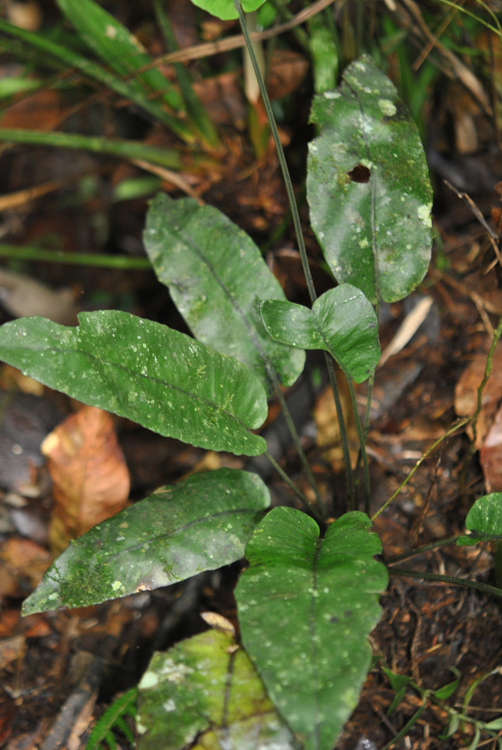 Diplazium cordifolium