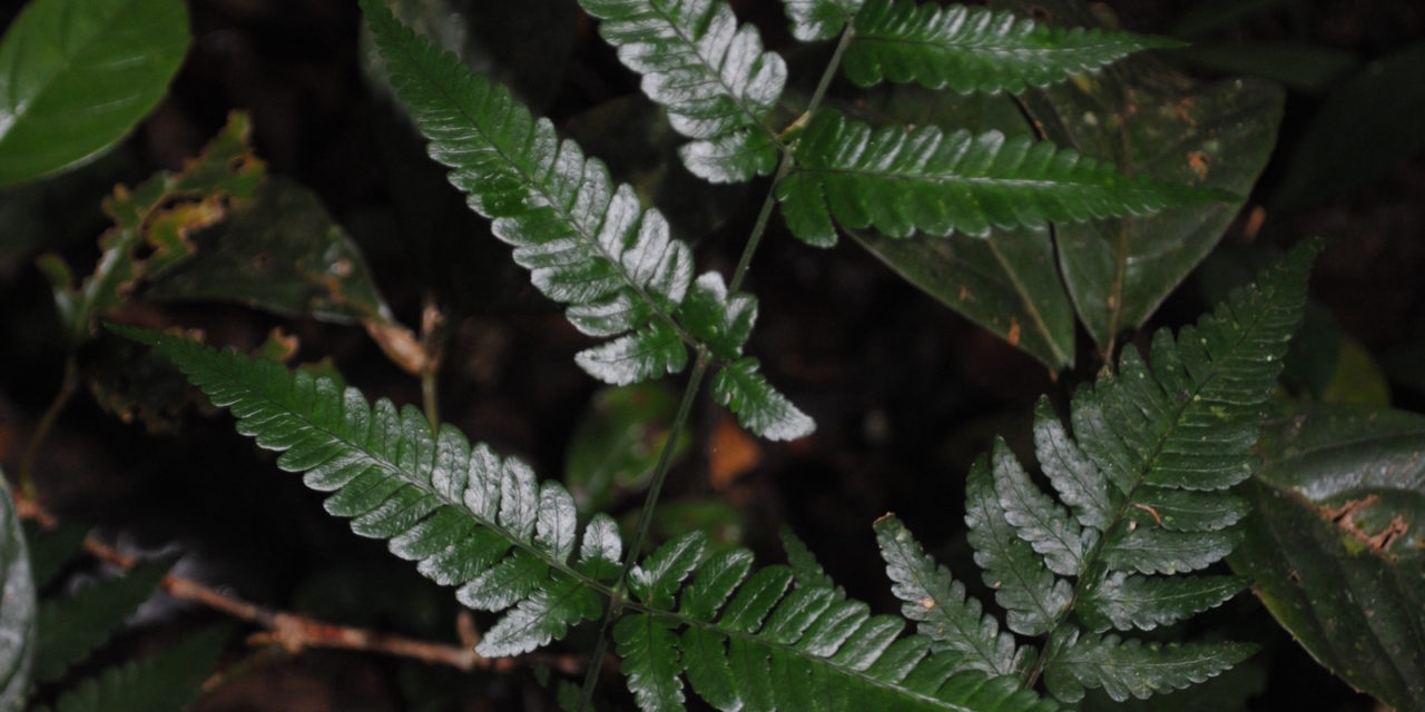 Dryopteris sparsa