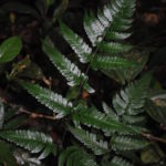 Dryopteris sparsa