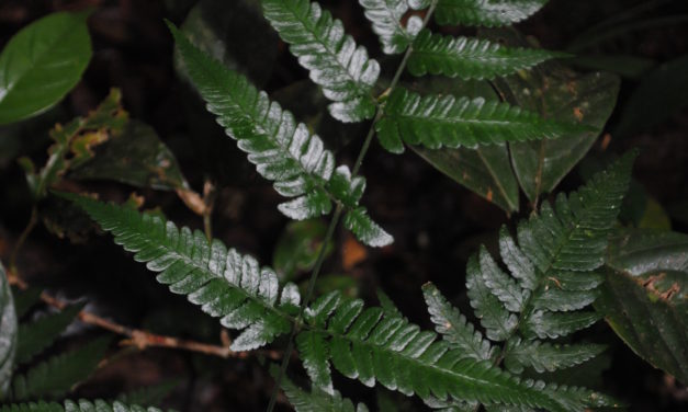 Dryopteris sparsa