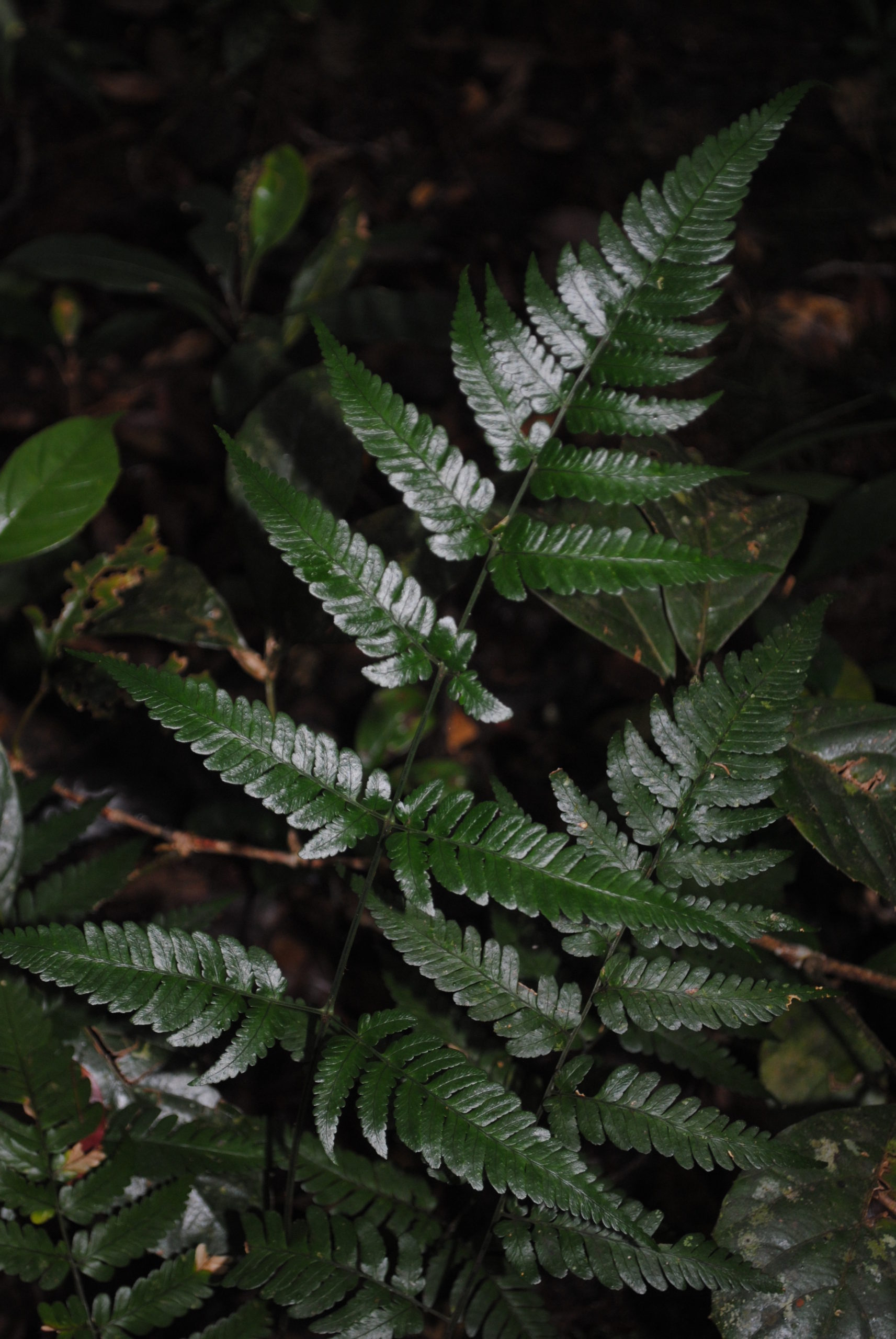 Dryopteris sparsa