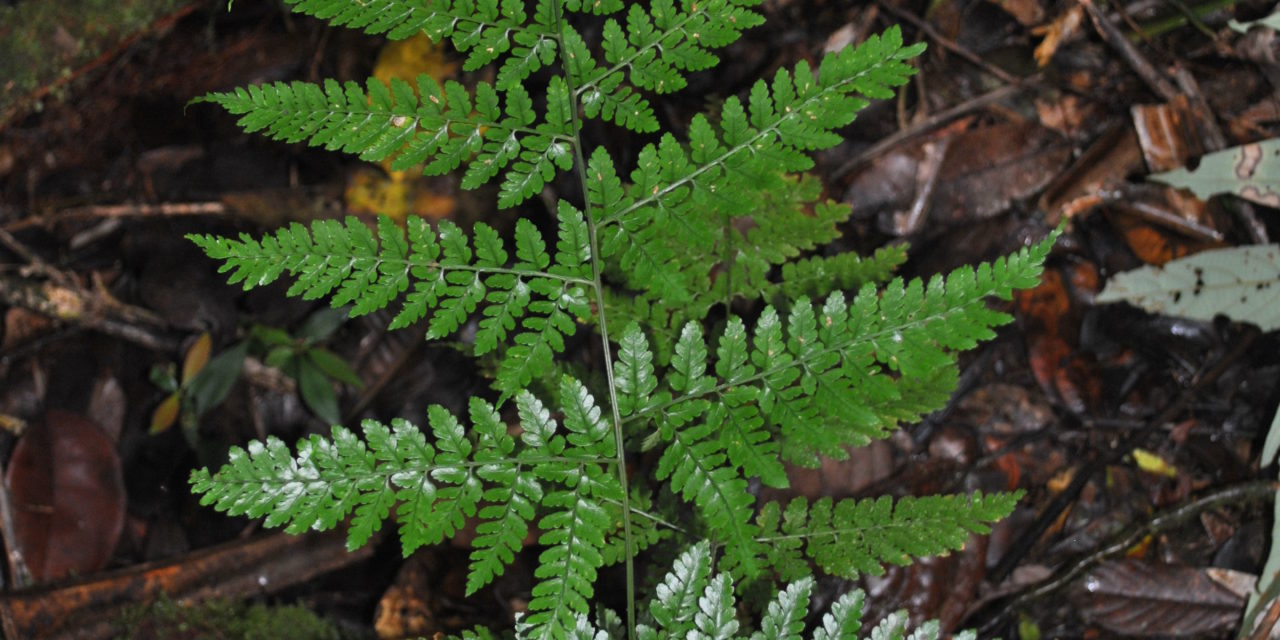 Dryopteris hasseltii