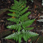 Dryopteris hasseltii