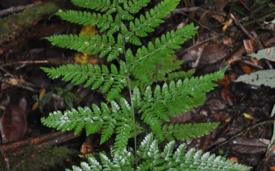 Dryopteris hasseltii