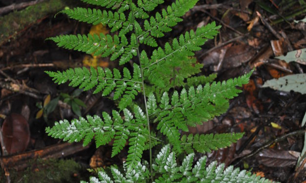 Dryopteris hasseltii