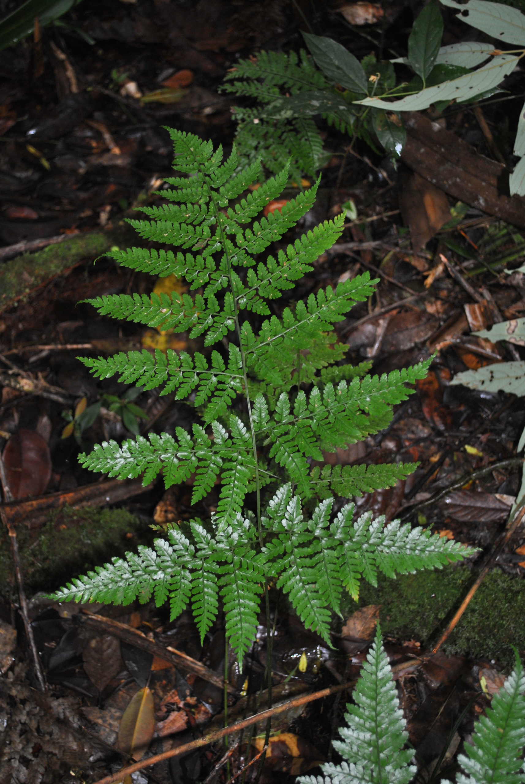 Dryopteris hasseltii