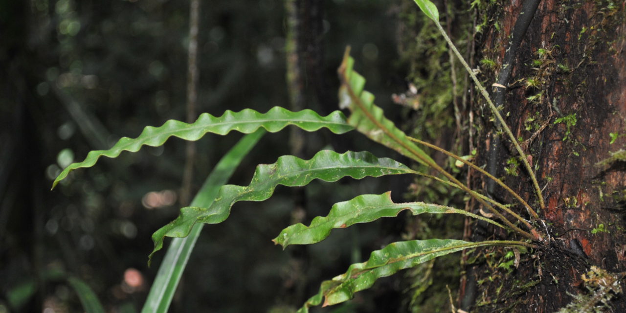 Elaphoglossum heterolepium