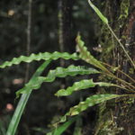 Elaphoglossum heterolepium