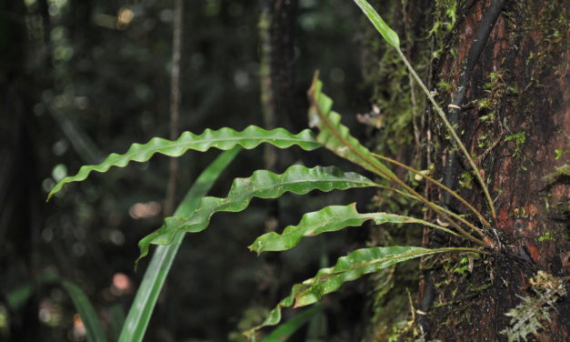 Elaphoglossum heterolepium