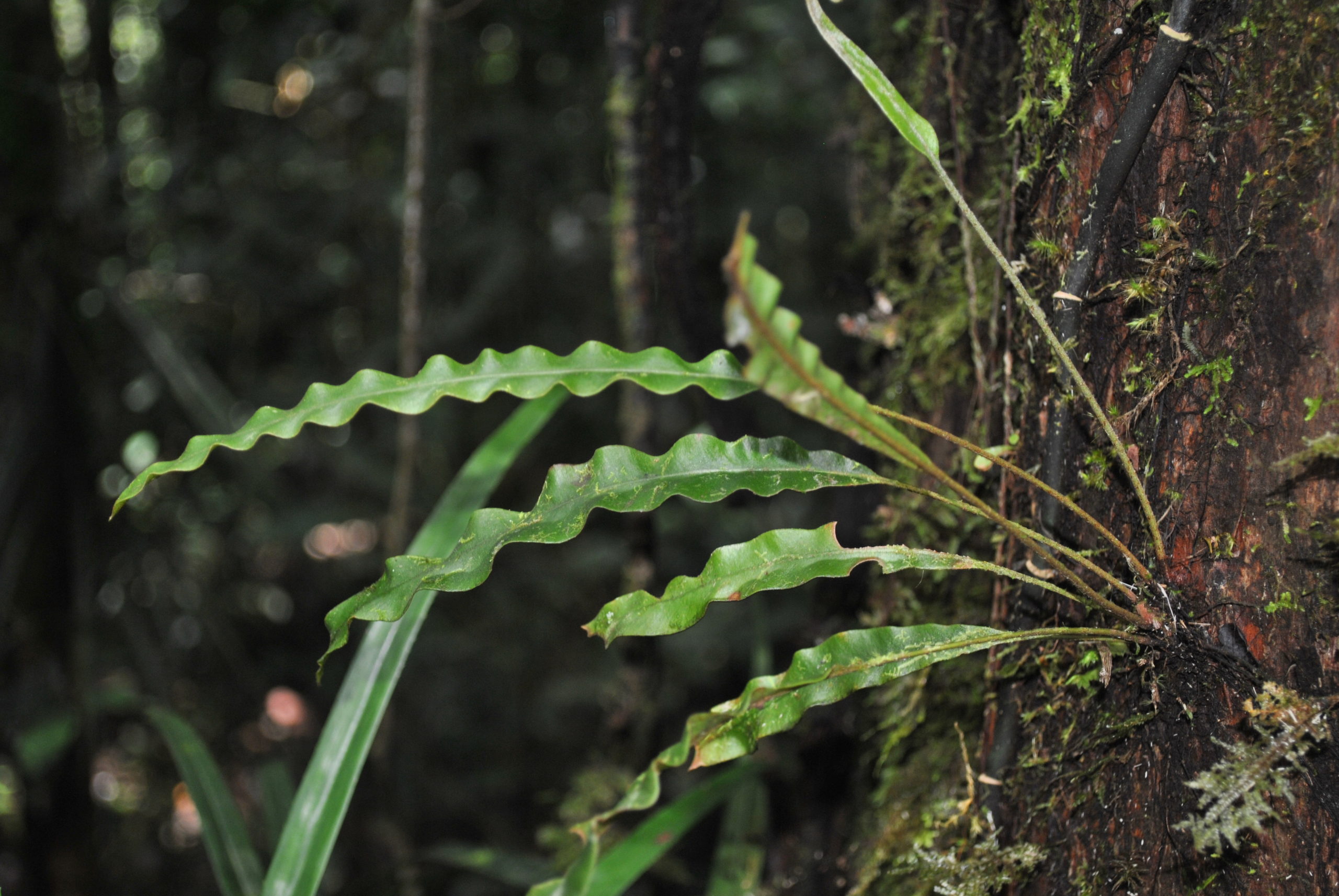 Elaphoglossum heterolepium