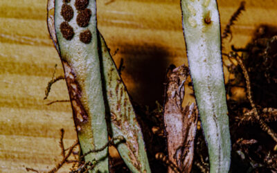 Grammitis melanoloma