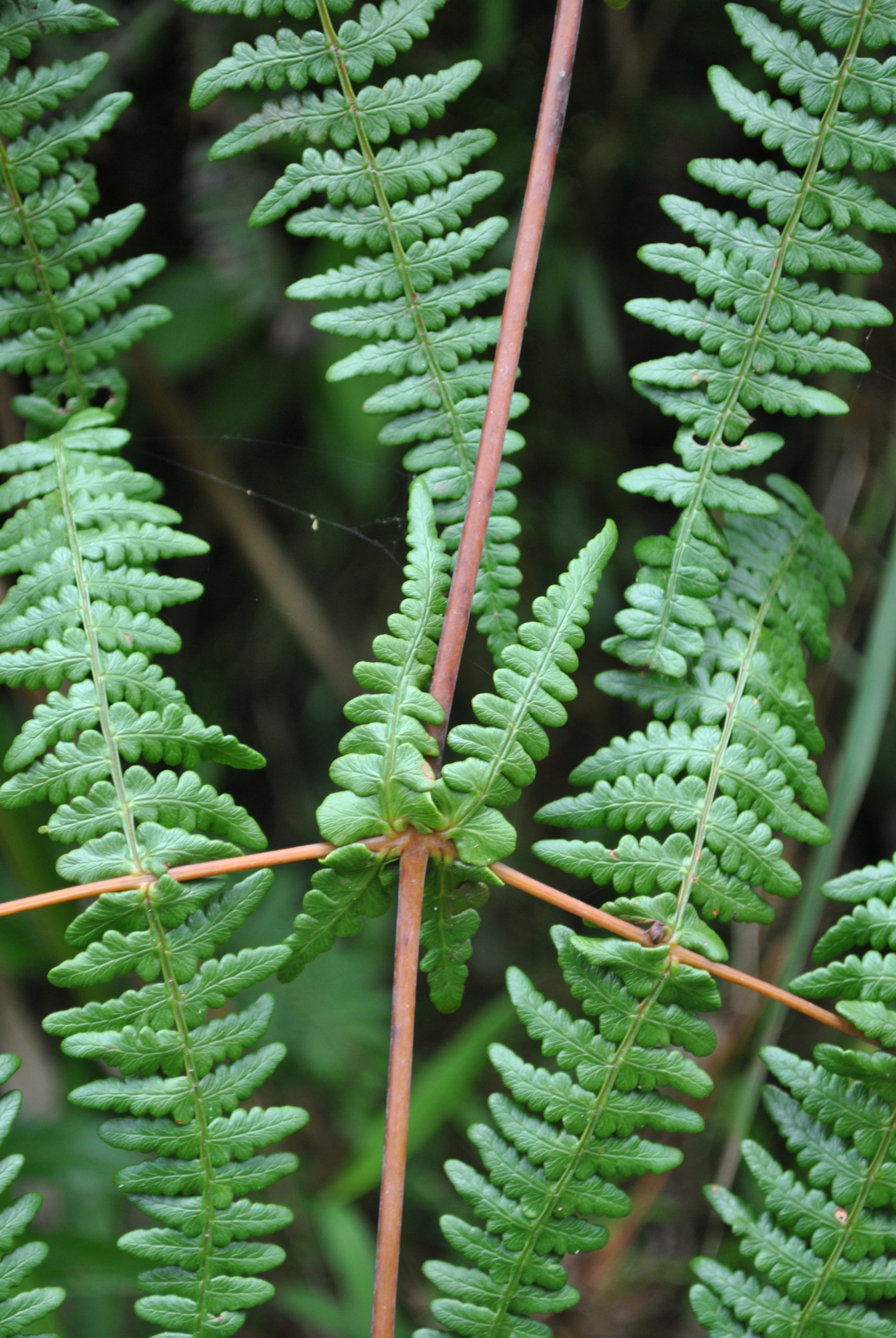 Histiopteris incisa