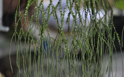 Phlegmariurus terrae-guilelmii