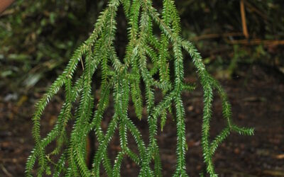 Phlegmariurus ledermanii