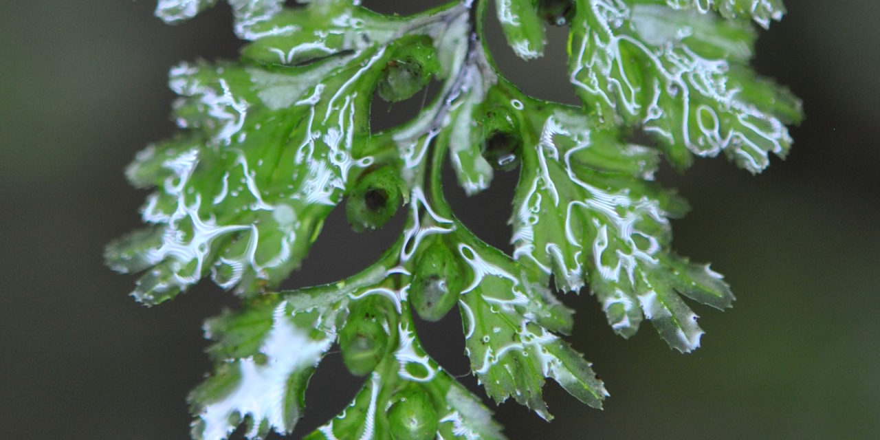 Hymenophyllum holochilum