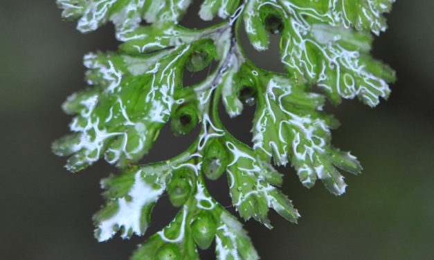 Hymenophyllum holochilum