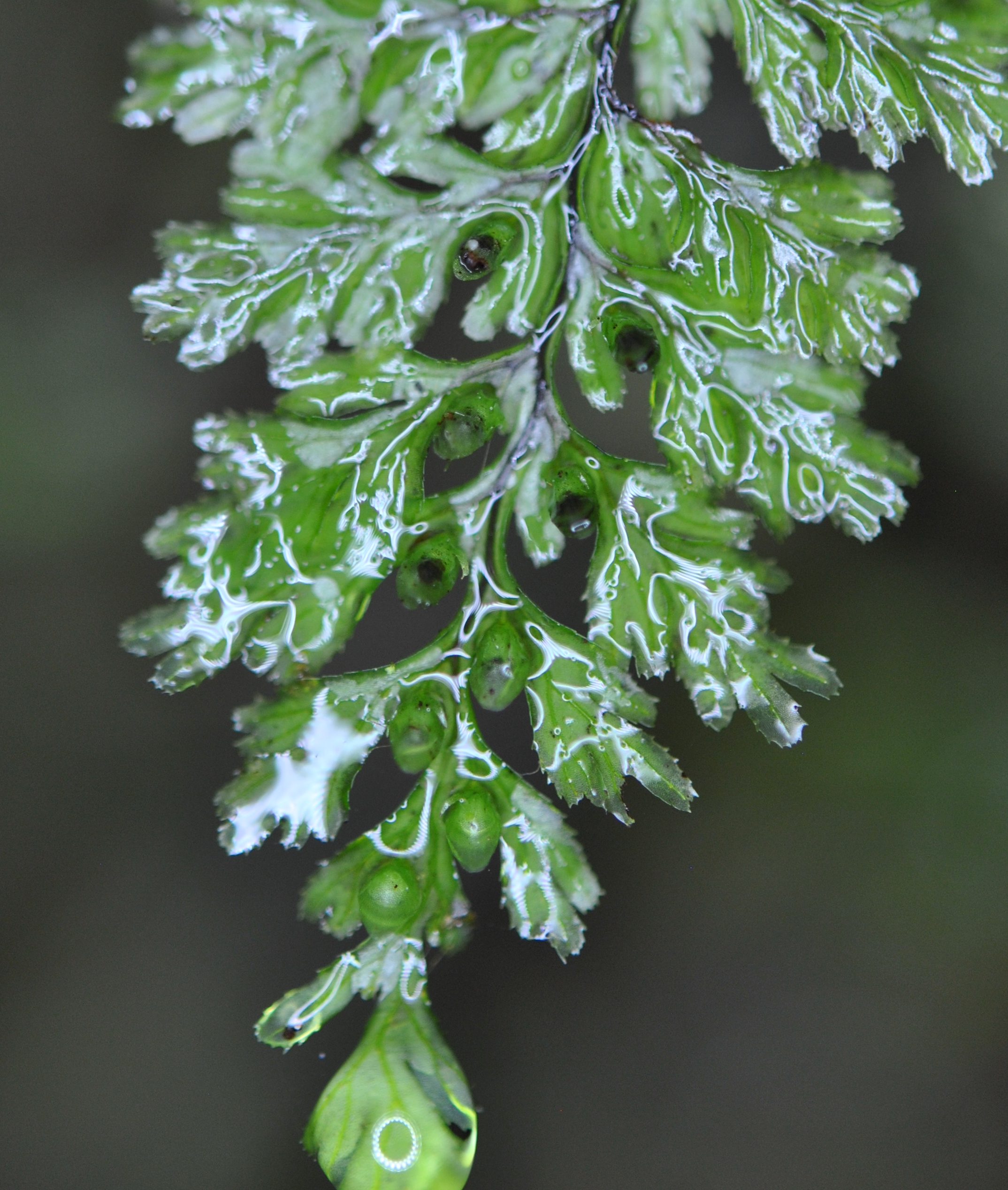 Hymenophyllum holochilum