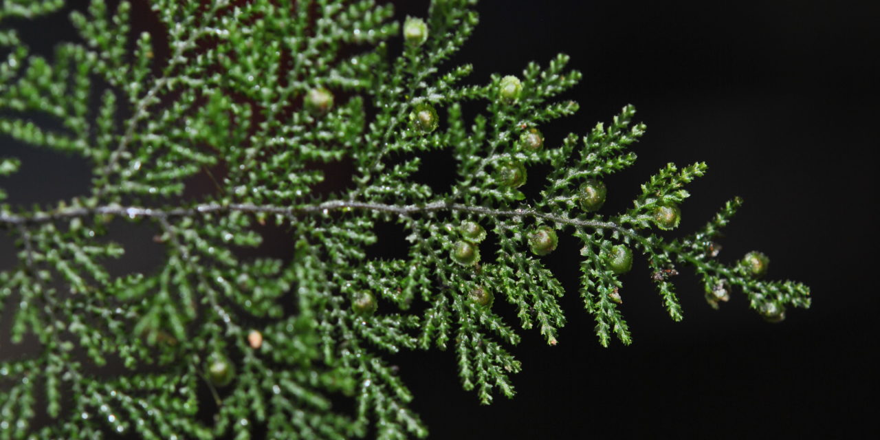 Hymenophyllum acanthoides