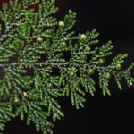 Hymenophyllum acanthoides