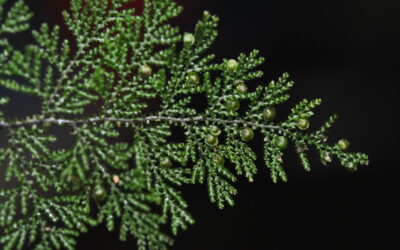 Hymenophyllum acanthoides