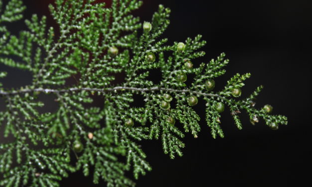 Hymenophyllum acanthoides